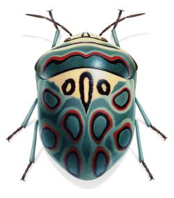 dappledwithshadow:Beautiful beetles