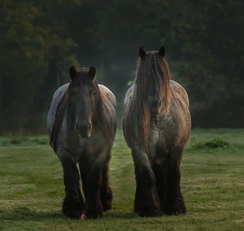 llbwwb:  For the horse lovers:) Two Of A Kind by Gigi Embrechts