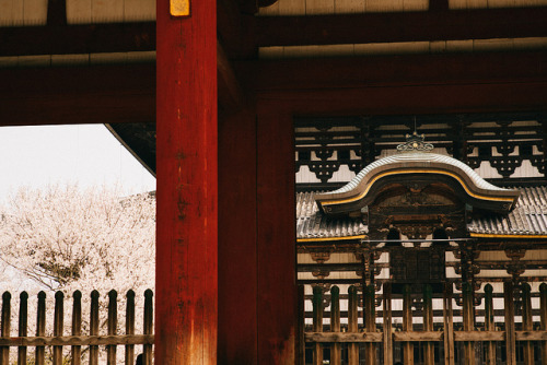 東大寺桜 by sunnywinds* on Flickr.