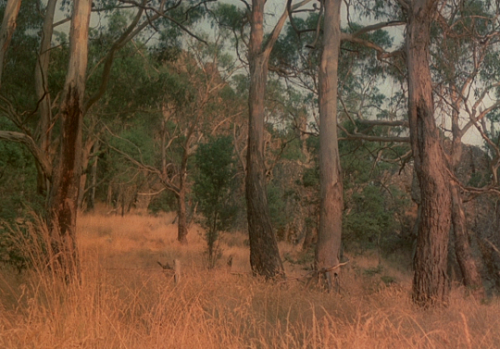 pierppasolini: Picnic at Hanging Rock (1975) // dir. Peter Weir  