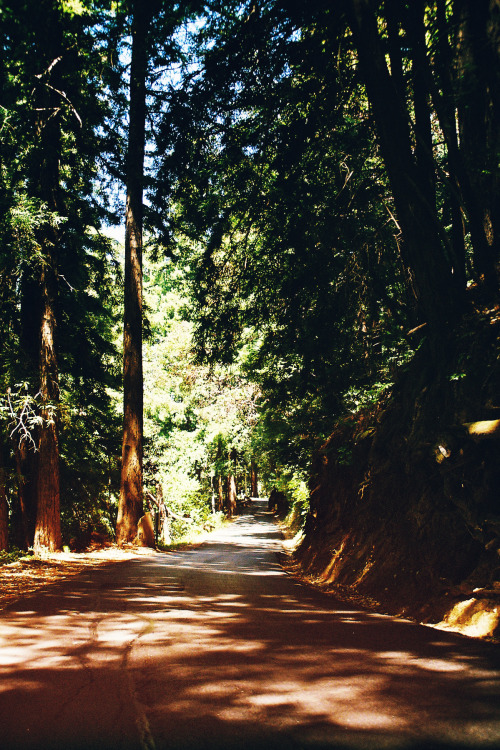 northwezt:Woodside, CAOlympus om-4 (FujiFilm 200)