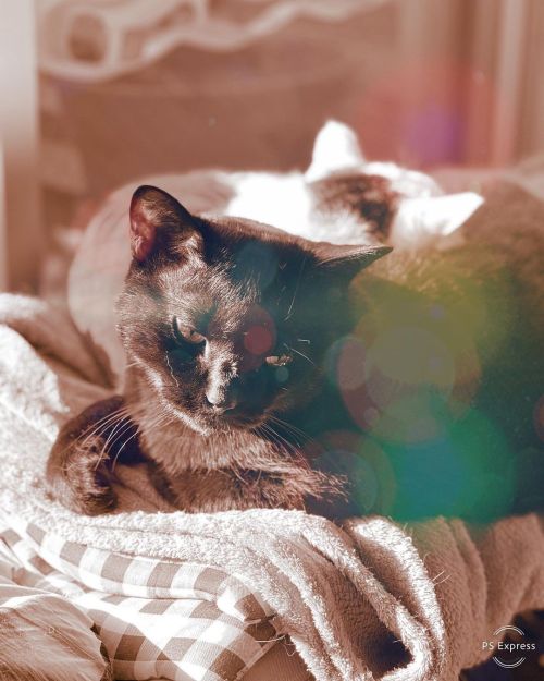 レトロな色味 黒猫‍⬛ #黒猫 #レトロな色味 #にゃんこ兄妹 #にゃんすたぐらむ #photoshopexpress #ねこのいる暮らし www.instagram.com/