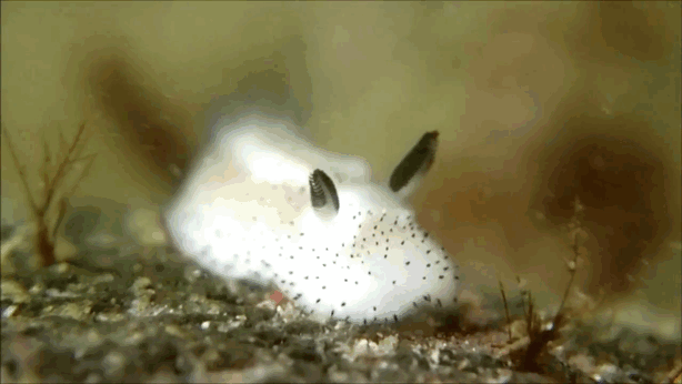 buzzfeed:  People Are Going Crazy Over These Adorable “Sea Bunny” Slugs