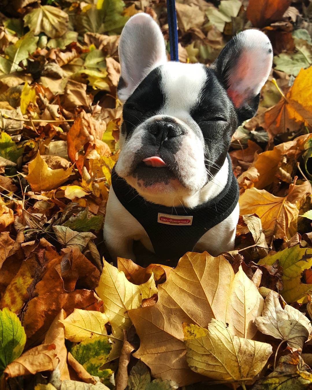 Batpig & Me Tumble It • 🍃🍃 #frenchiecrew #frenchiesofig...