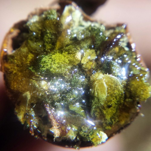 trboswg:  Round 2 of Siraynot’s #Shatterwebs 