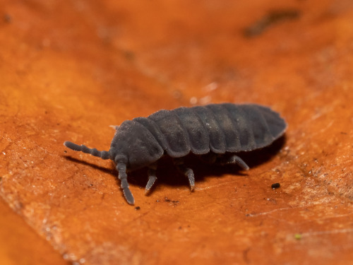 Giant Springtail, Tetrodontophora Bielanensis, Onychiuridae