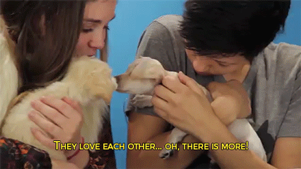 sizvideos:  Watch drunk people getting surprised by puppies 
