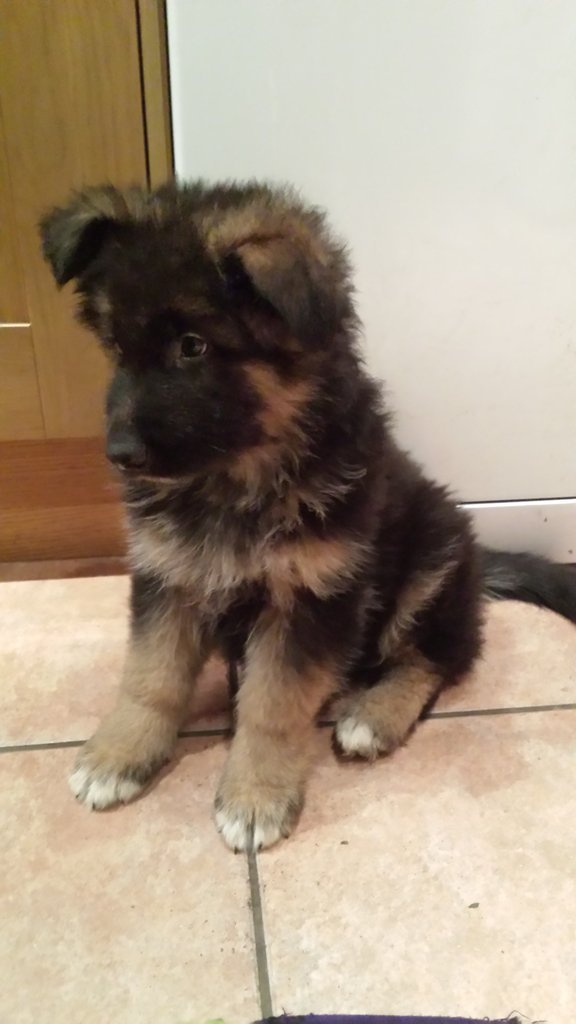 cute-overload:  My tiny new buddy, Borishttp://cute-overload.tumblr.com source: http://imgur.com/r/aww/Kg3uVFr