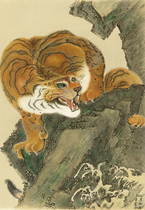 japaneseaesthetics: Chromolithograph of “Tiger From Life” from a painting by Kiuho Toyei