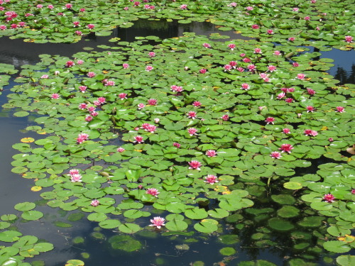 ath-pn:  2010年　芸術の森美術館の池にて 