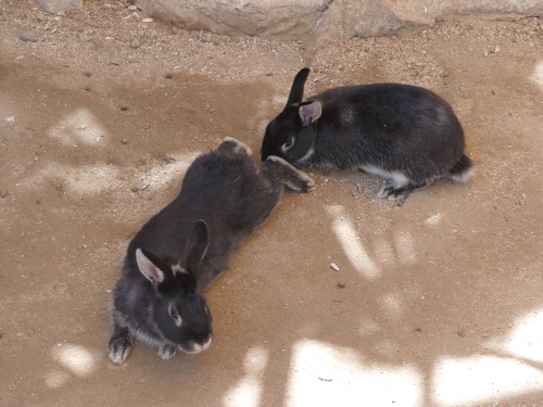 Rabbits.