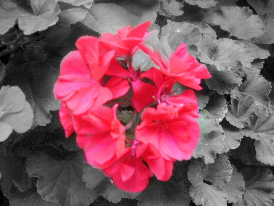 pictures I edited with photoshop