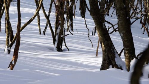 静けさに包まれる . #ザ山部 #mountains #mountaineering #trekking #hiking #shadow #trees #snow #naturephotography