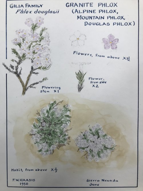 “Granite Phlox”, Ferdinand W. Haasis, 1950Watercolor, gouache, pencil on paperTo help support the pr