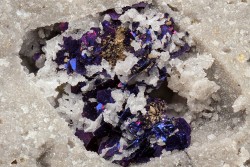 underthescopemin:  Covellite, Luzonite Here is a fine example of the paragenesis of covellite: the rhombic cavity was a feldspar phenocryst that dissolved away during a sulfate alteration event. The sulfate was subsequently replaced by quartz, mostly