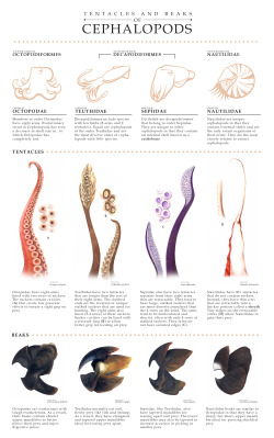 markbelan:  Tentacles and Beaks of Cephalopods