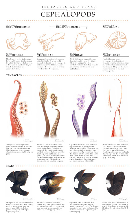 Tentacles and Beaks of Cephalopods | December, 2015Investigating the anatomical differences of cepha