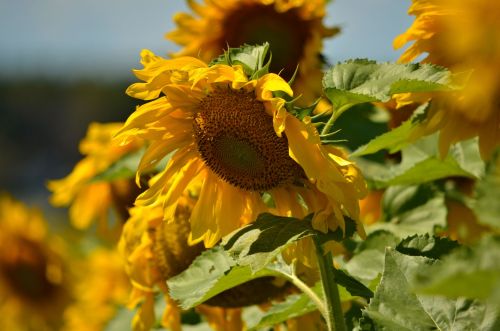 Sunflower adventures with @kelly_out_n_about - at Laura’s Farm Stand - Cookstown, Ontario http