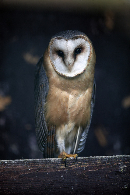 theanimaleffect:  Dark Breasted Barn Owl 23/04/2011 (MG 7375) by Wayne &amp; Sue on Flickr.