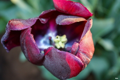 Wooden Shoe tulip farm in Oregon.