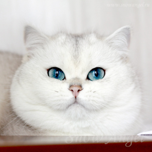 scottishstraight: @mostlycatsmostly This chubby face *_* © “Snow Angel” cattery