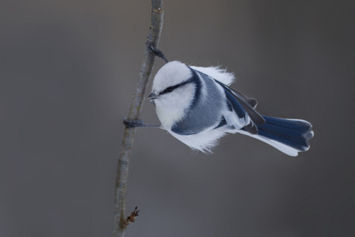 ainawgsd: The azure tit (Cyanistes cyanus) is a passerine bird in the tit family Paridae. It is a wi