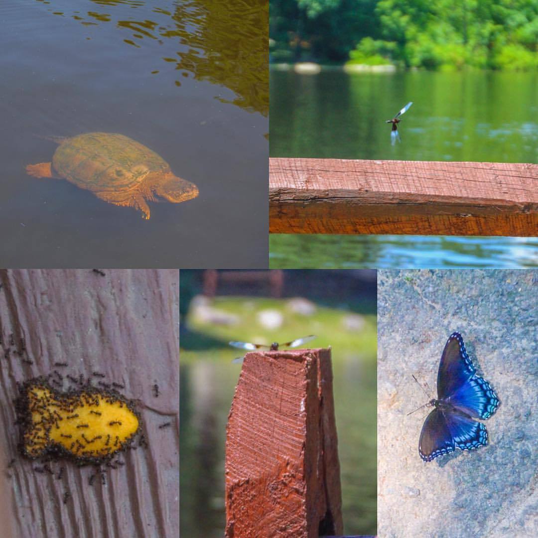 Nature Finds @ Camp 🦋🐢🐠📸#photography #nature #cameragirlflow #butterfly