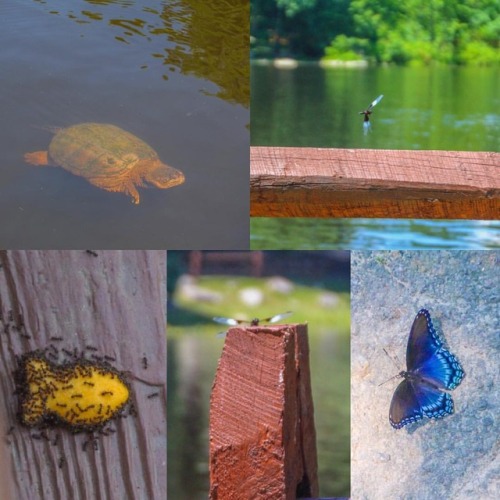 XXX Nature Finds @ Camp 🦋🐢🐠📸#photography photo