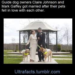 darkwingsnark:  ultrafacts:  Two guide dog owners have tied the knot after a chance meeting between their pets helped them find ’true love’. Claire Johnson, 50, and Mark Gaffey, 51, got married in Baralston, Stoke-on-Trent, after their pooches became