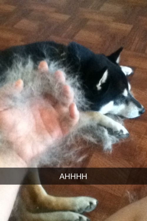 notjustanotherpetblog: sheeb-slash-senji: Shedding snapchat fun in a tiny grooming session with Ko, 