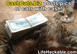 lifehackable:  Tumblr Blogs To Follow: CashCats.biz