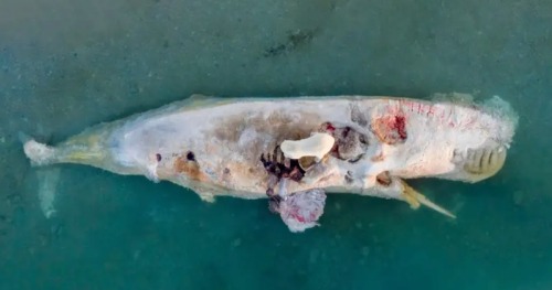 Sex A polar bear on a whale’s carcass… pictures