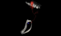 neurosciencestuff:  Study Appears to Overturn Prevailing View of How the Brain is Wired A series of studies conducted by Randy Bruno, PhD, and Christine Constantinople, PhD, of Columbia University’s Department of Neuroscience, topples convention by