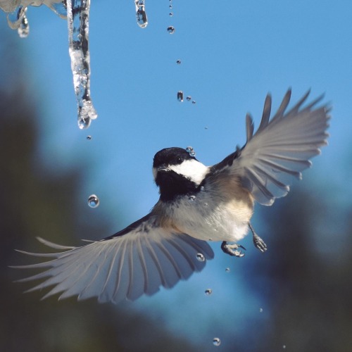 Chickadees drinking from icicles!