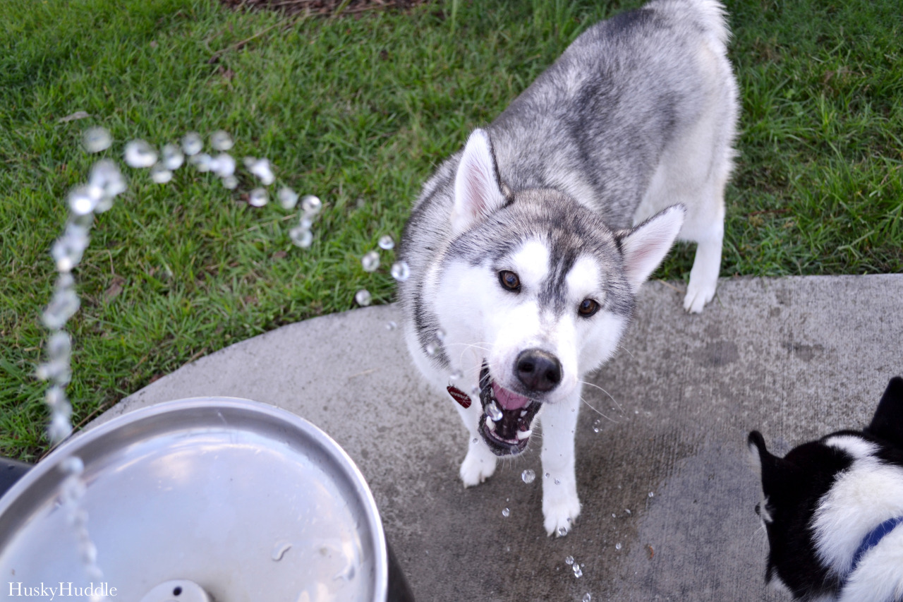 huskyhuddle:  Hubble’s fountain experience. He isn’t so good at it yet.