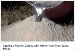 variks-the-warden: rootkit:  rootkit:   marxistbarbie:   blackbolshevik: It’s some guy ( a white guy ofc) who casts aluminum “statues” or whatever out of ant colonies. Only he uses live ant colonies for the molds.  pouring molten liquid onto living