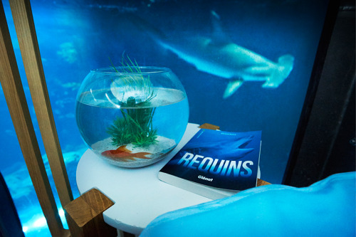 laqueus: cynicalpie: archatlas: Underwater Shark Suite Would you sleep in this shark suite? French d