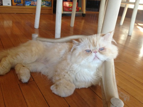 lucifurfluffypants:It’s Fluffy Facts Friday! 1. When I was a baby, my eyes were such a pa