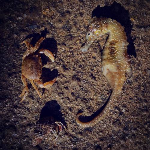 Departe de casa #blacksea #sea #iphonephotography #iphone #seahorse #crab #snail (at Blacksea)