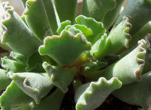 sedinae:Adromischus cristatus