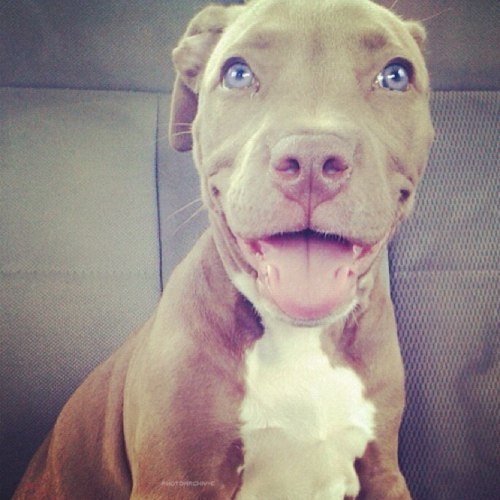 whatthetracy:  PITBULL PUPPIES STEAL MY HEART 
