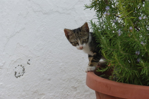 susannaaah: Vlacherna Monastery kitty on Corfu