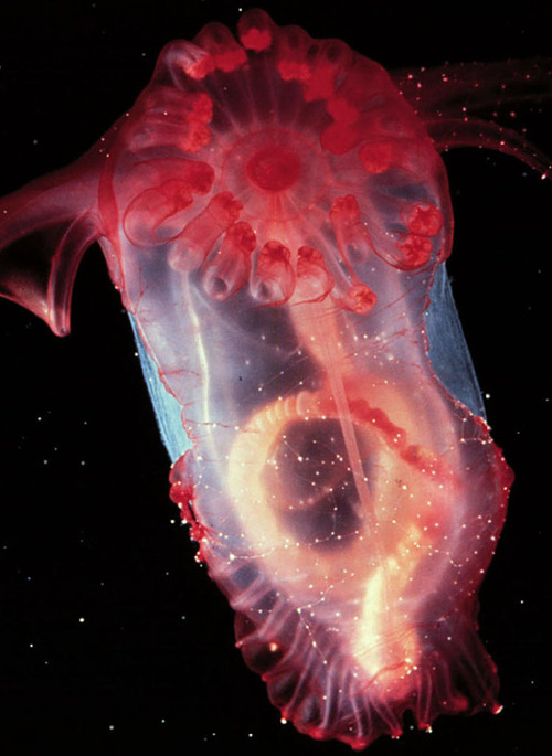 sixpenceee:  EnypniastesEnypniastes is a deep sea cucumber that lives at depths of up to 16,400 feet. The red area is the animals mouth. Around it are tentacles, which scoop up edible mud from the seafloor. From there, it enters the creatures gut. (Source
