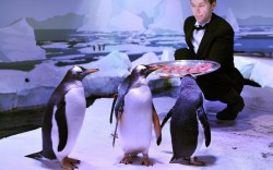 allcreatures:   Gentoo Penguins at the London Aquarium are presented with a Fishmas Dinner by waiter Tom Pockert…  Picture: John Stillwell/PA (via Pictures of the day: 19 December 2012 - Telegraph) 