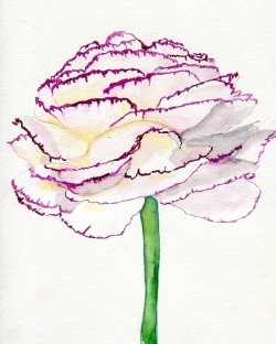 havekat: Cliffs Watercolor, Gouache and Chinese Ink On Paper 9″x 12″, 2016 Ranunculus, Persian Buttercup  So lovely!