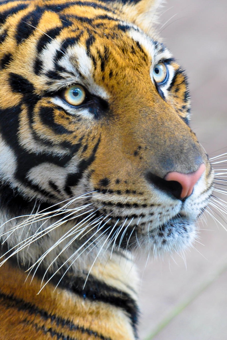 porcvpine:  The Majestic | Gurdyal Singh   