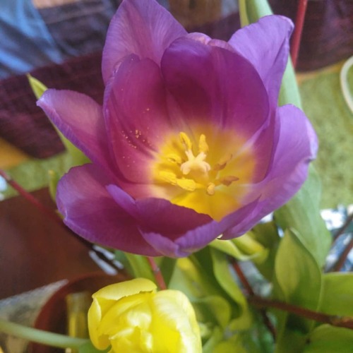 Birthday flowers.#tulip #flowerphotography #springflowers #closeup #snapshot www.instagram.c