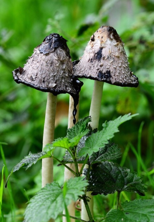 Ink Cap Mushroomsone of my favourite woodland species of fungi