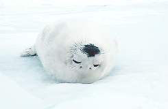 gwendolynstacy:  i don’t think it’s possible for baby harp seals to be more adorable