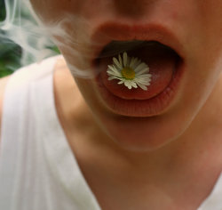 coachela:  daisies and cigarettes 